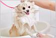 Banho em cachorro veja como higienizar o Spitz Alemão Lulu